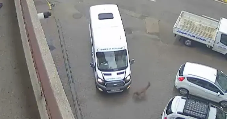 Görele’de araçlara çarpan yaralı karaca derede bulundu