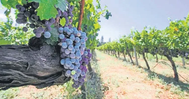 Altın asmaların ülkesinde nefes kesici bir yolculuk