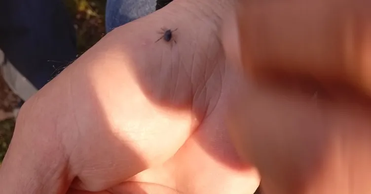 Bingöl’de kene alarmı! Isırmadan saniyeler kala fark etti