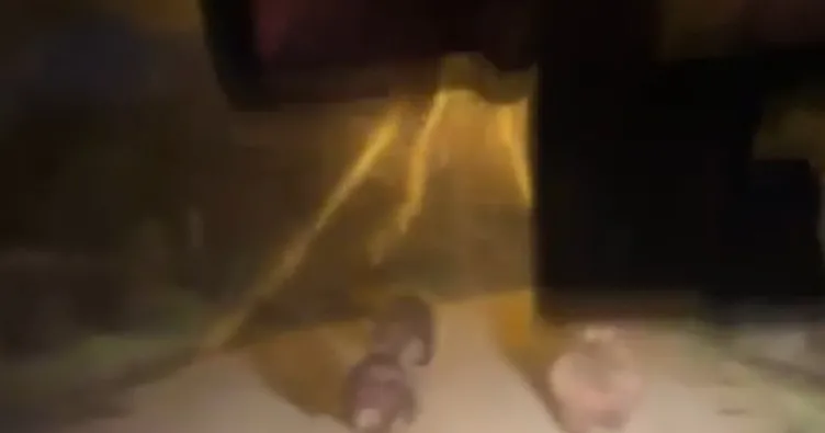 Devrek’te aç kalan ayılar köye indi