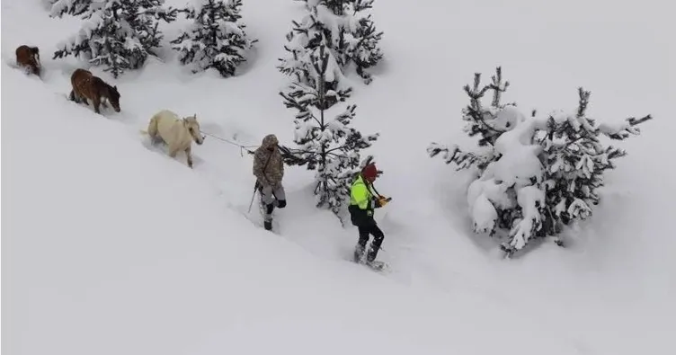 Karda mahsur kalan hayvanları köyün gençleri kurtardı