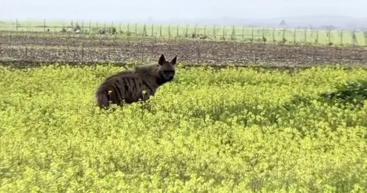 Nesli tehlike altındaki çizgili sırtlan Adıyaman’da görüntülendi