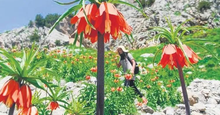 Ters laleyi koparmanın cezası 700 bin lira