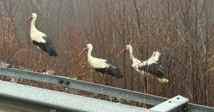 Yoğun sise yakalanan leylekler Kırklareli’nde karayoluna indi